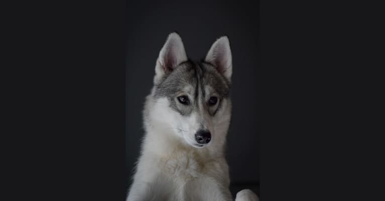 Aiyana, a Siberian Husky and Pomeranian mix tested with EmbarkVet.com