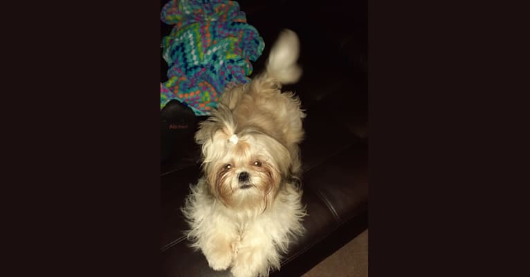 Photo of Mila, a Shih Tzu  in Millville, New Jersey, USA