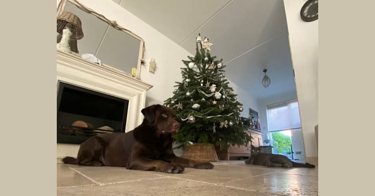 Milo, a Labrador Retriever and German Shepherd Dog mix tested with EmbarkVet.com