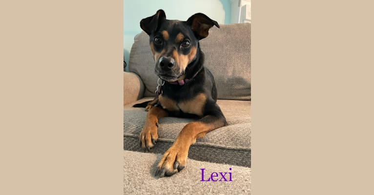 Lexi, a Boxer and Chihuahua mix tested with EmbarkVet.com