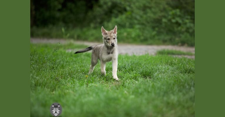 Jörmungand, a Saarloos Wolfdog tested with EmbarkVet.com