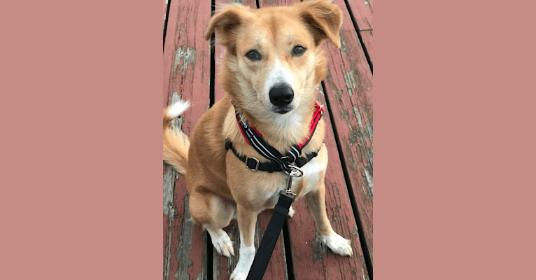 Desi, an Indian Indigenous Dog tested with EmbarkVet.com
