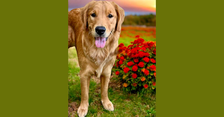 Angel Baby, a Golden Retriever tested with EmbarkVet.com