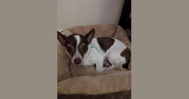 Sully, a Chihuahua and Miniature Schnauzer mix tested with EmbarkVet.com