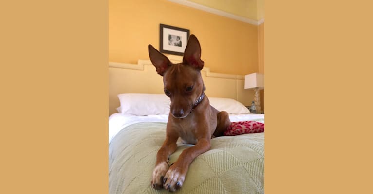 Ziggy, a Miniature Pinscher and Rat Terrier mix tested with EmbarkVet.com