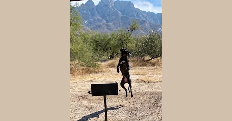 Photo of Sophia Umbra Maximus, a Neapolitan Mastiff  in Chandler, Arizona, USA