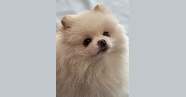 Turbo, a Pomeranian tested with EmbarkVet.com