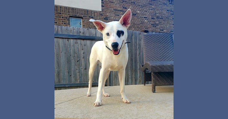 Zeppelin, an Australian Cattle Dog and American Pit Bull Terrier mix tested with EmbarkVet.com