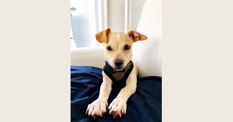 Embark Dog DNA Test Breed