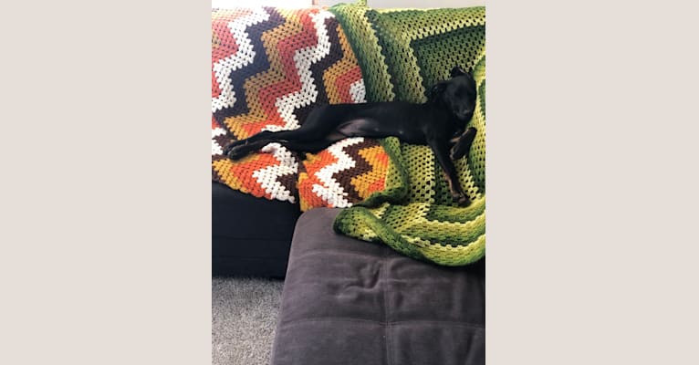 Photo of Roach, a Doberman Pinscher, American Pit Bull Terrier, and Mixed mix in Española, New Mexico, USA