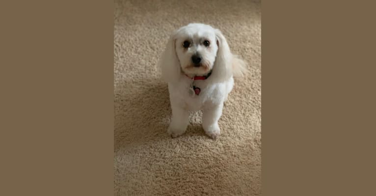 Peanut, a Poodle (Small) and Bichon Frise mix tested with EmbarkVet.com
