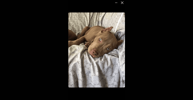 Teally, an American Bully tested with EmbarkVet.com