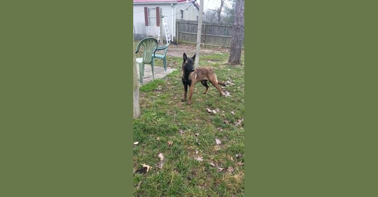 Photo of Phoenix, a Belgian Shepherd  in 9136 State Route 136, West Union, Ohio 45693, USA