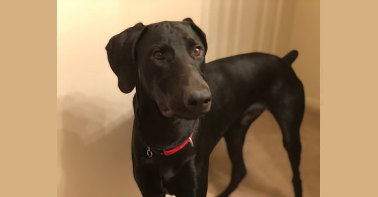 Doberman x weimaraner top