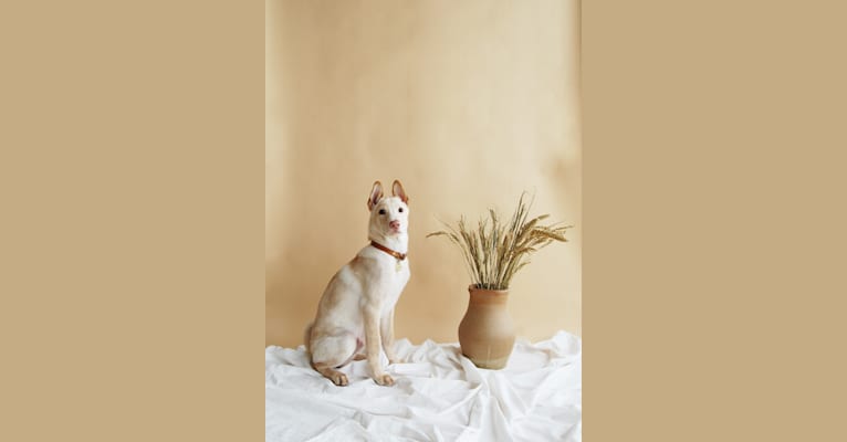 Photo of Linen, a Southeast Asian Village Dog  in Hong Kong, Hong Kong