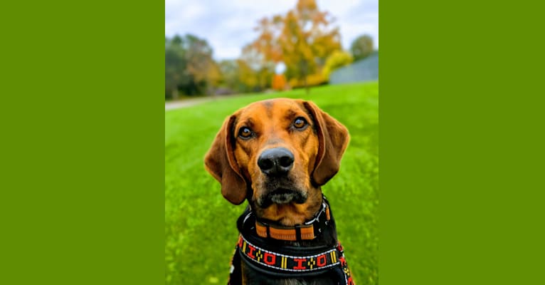 Xavier, a Treeing Walker Coonhound and Labrador Retriever mix tested with EmbarkVet.com