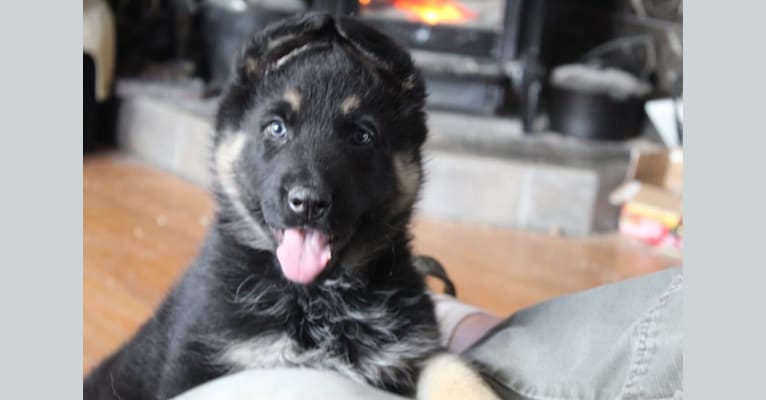 LeeLoo, a German Shepherd Dog tested with EmbarkVet.com