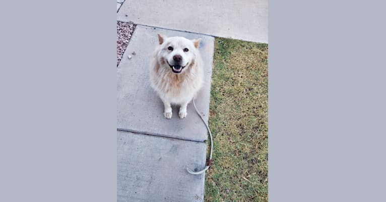 Nimbus, a Chow Chow and Chinese Shar-Pei mix tested with EmbarkVet.com