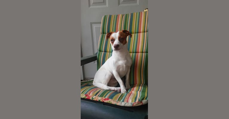 Jasper, a Chihuahua and English Springer Spaniel mix tested with EmbarkVet.com