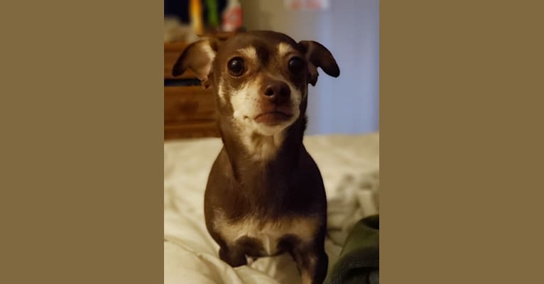 Canela, a Chihuahua and Poodle (Small) mix tested with EmbarkVet.com