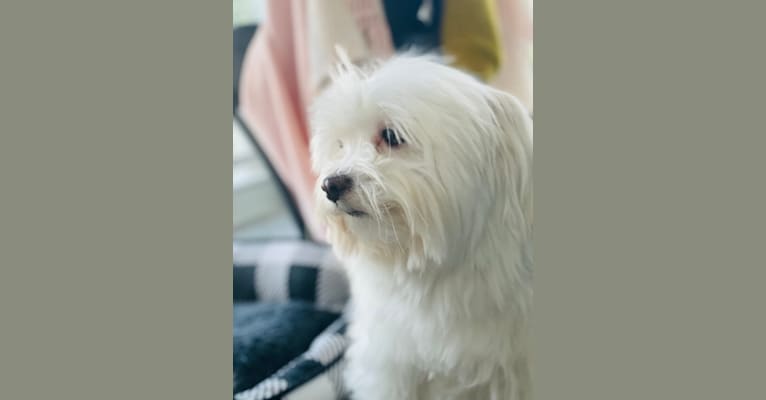 Tatu, a Shih Tzu and Pomeranian mix tested with EmbarkVet.com