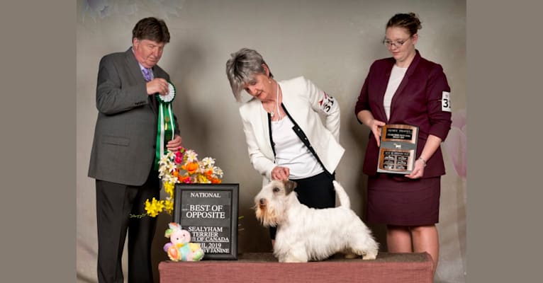 Photo of Morrison, a Sealyham Terrier  in Canada