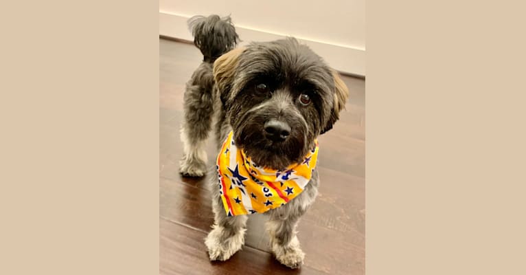 Photo of Milo, a Chihuahua, Poodle (Small), Miniature Schnauzer, and Mixed mix in Houston, Texas, USA