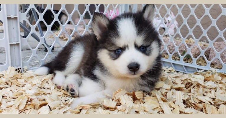 Spencer, a Pomsky tested with EmbarkVet.com
