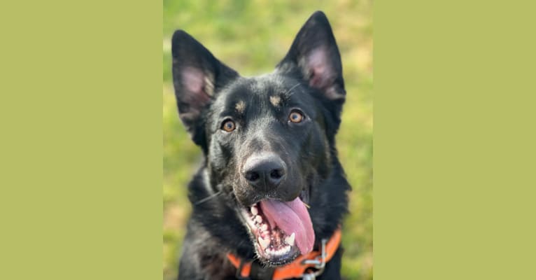Ludo, a German Shepherd Dog and Great Pyrenees mix tested with EmbarkVet.com