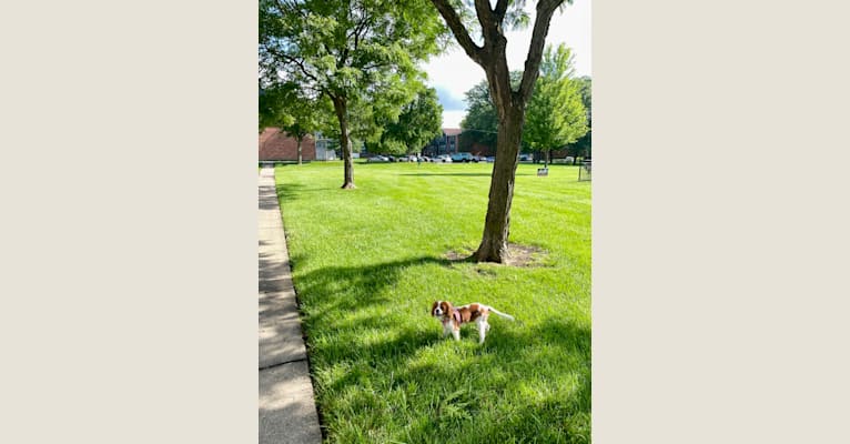 Lucky, a Cavalier King Charles Spaniel tested with EmbarkVet.com