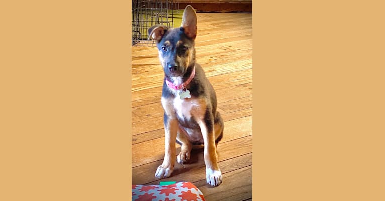 Lola, a German Shepherd Dog and American Pit Bull Terrier mix tested with EmbarkVet.com