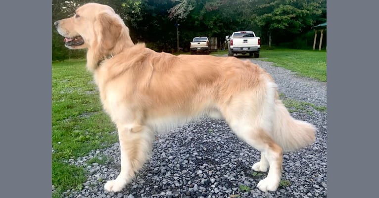 Photo of Totty, a Golden Retriever  in Franklin, PA, USA