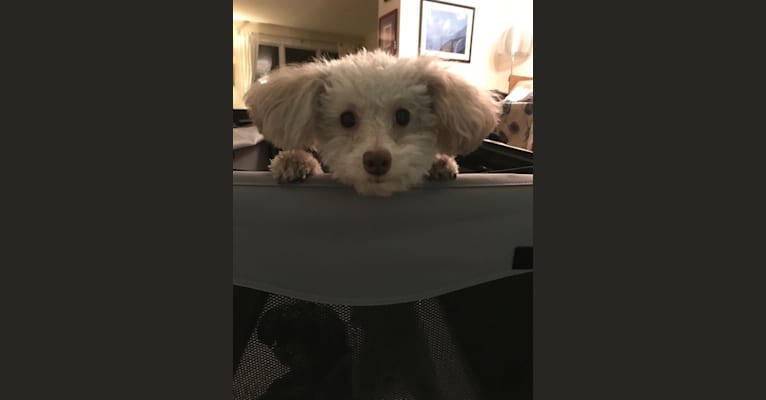 Savannah, a Poodle (Small) tested with EmbarkVet.com
