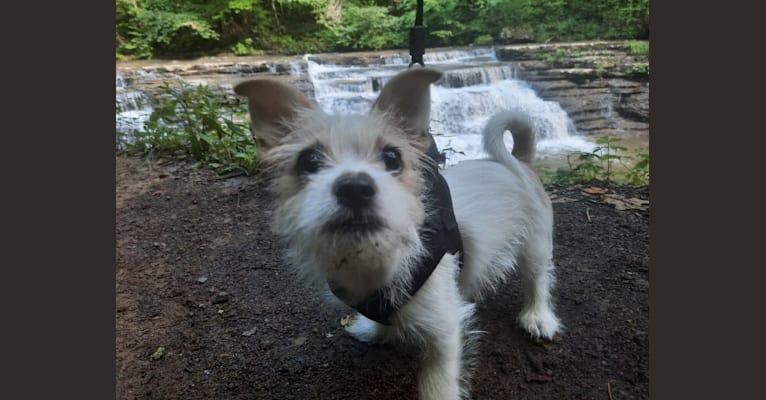 Tucker, a Chihuahua and Maltese mix tested with EmbarkVet.com