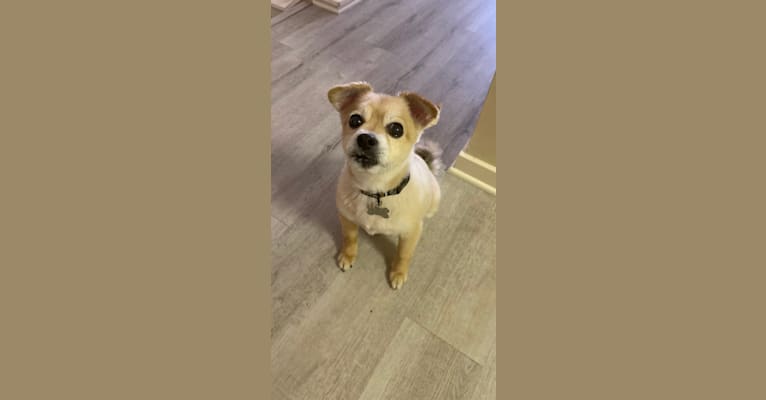 Photo of Tod, a Pomeranian, Poodle (Small), Chihuahua, Cocker Spaniel, Miniature Pinscher, and Mixed mix in Watsonville, California, USA