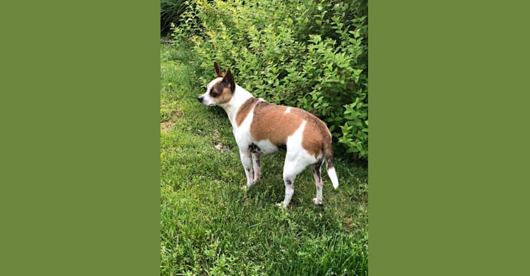 Photo of Tiki, a Rat Terrier, Shih Tzu, Chihuahua, and Mixed mix in Andover, Massachusetts, USA