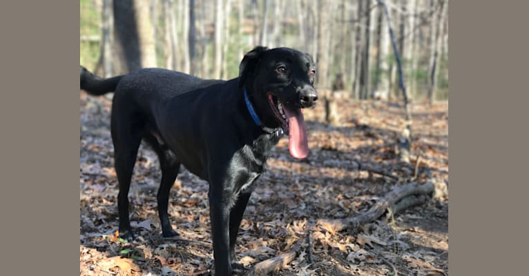 Tucker, a Labrador Retriever and German Shepherd Dog mix tested with EmbarkVet.com