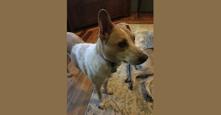 Photo of Lacey, an Australian Cattle Dog, German Shepherd Dog, Labrador Retriever, Chow Chow, American Eskimo Dog, and Mixed mix in Strathroy, Ontario, Canada