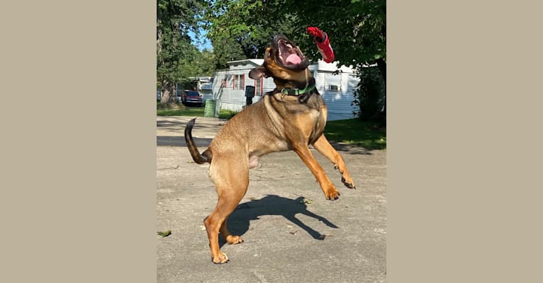 Lenny, a Rottweiler and American Pit Bull Terrier mix tested with EmbarkVet.com