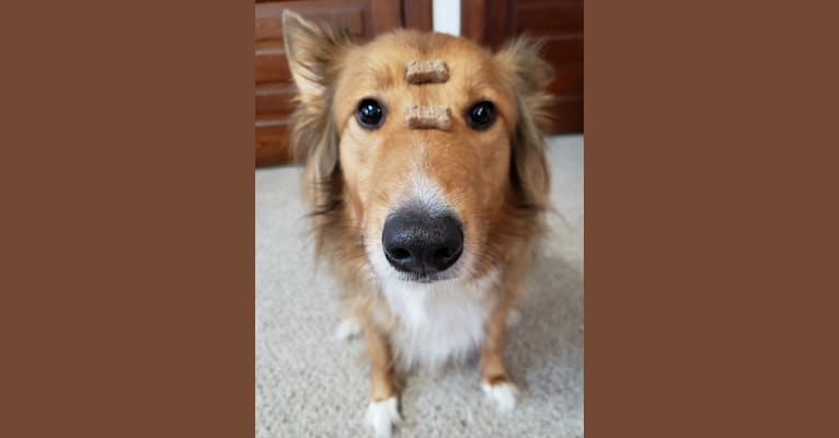 Doug, a Shetland Sheepdog and Australian Cattle Dog mix tested with EmbarkVet.com