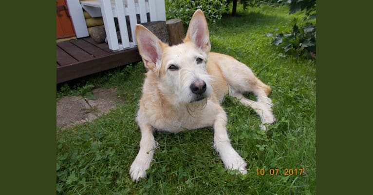 Severi, an Eastern European Village Dog tested with EmbarkVet.com