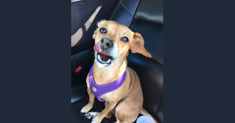 Photo of Brooklyn Liebman, a Chihuahua, Dachshund, Miniature Pinscher, and Poodle (Small) mix in Oakland, California, USA