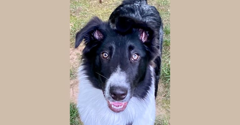 Photo of Chako, an English Shepherd and Collie mix in Windsor, CT, USA