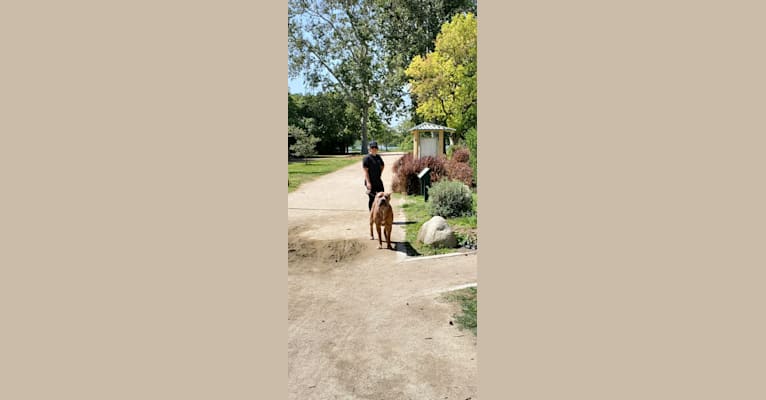 Dredd, a Cane Corso tested with EmbarkVet.com