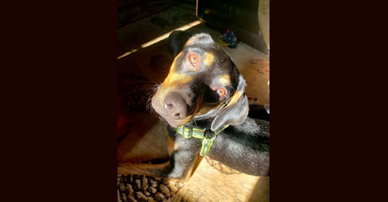 Photo of Boone, a Catahoula Leopard Dog, Poodle (Small), and Labrador Retriever mix in Cobleskill, NY, USA
