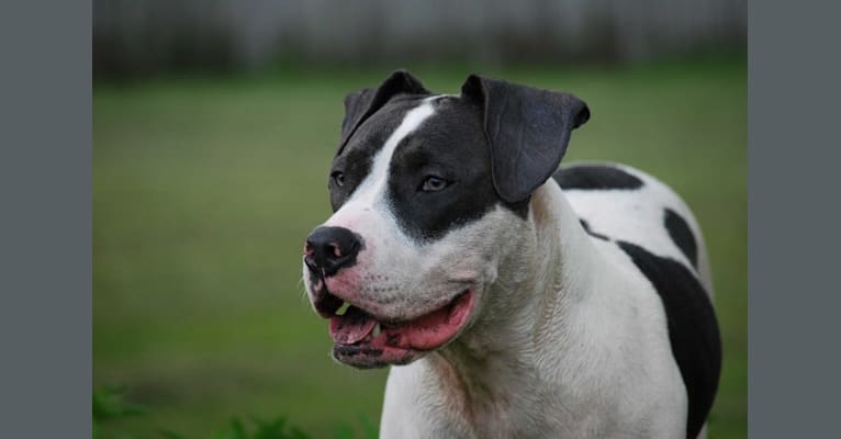 Photo of Cypress, an American Bully and American Pit Bull Terrier mix in Polk City, Florida, USA