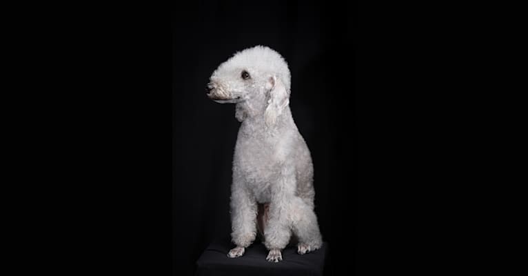 Budo, a Bedlington Terrier tested with EmbarkVet.com