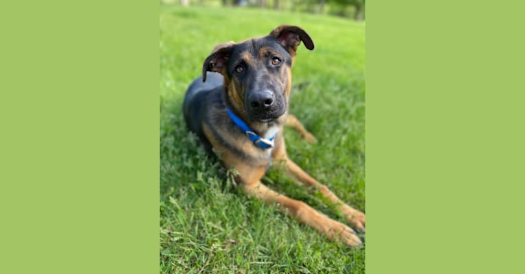 Photo of Brinks, a German Shepherd Dog, American Pit Bull Terrier, Boxer, and Golden Retriever mix in West Virginia, USA