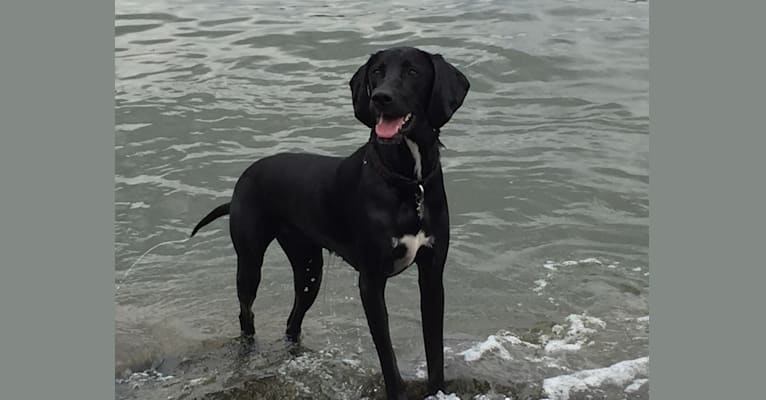 Josie, a Labrador Retriever and Coonhound mix tested with EmbarkVet.com