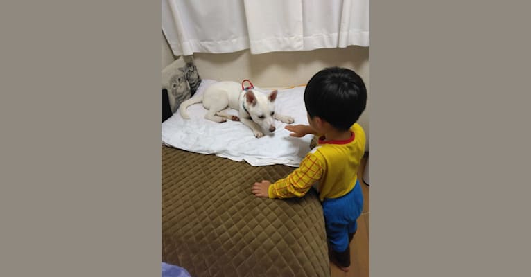 Photo of トト, a Shiba Inu, American Eskimo Dog, and Mixed mix in 日本
